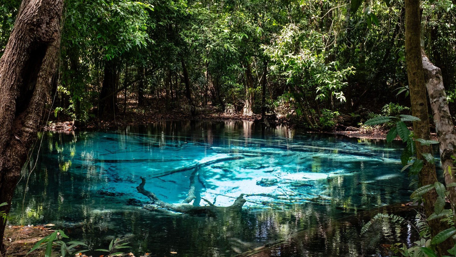 Un bassin turquoise en forêt, des branches mortes dans l'eau claire