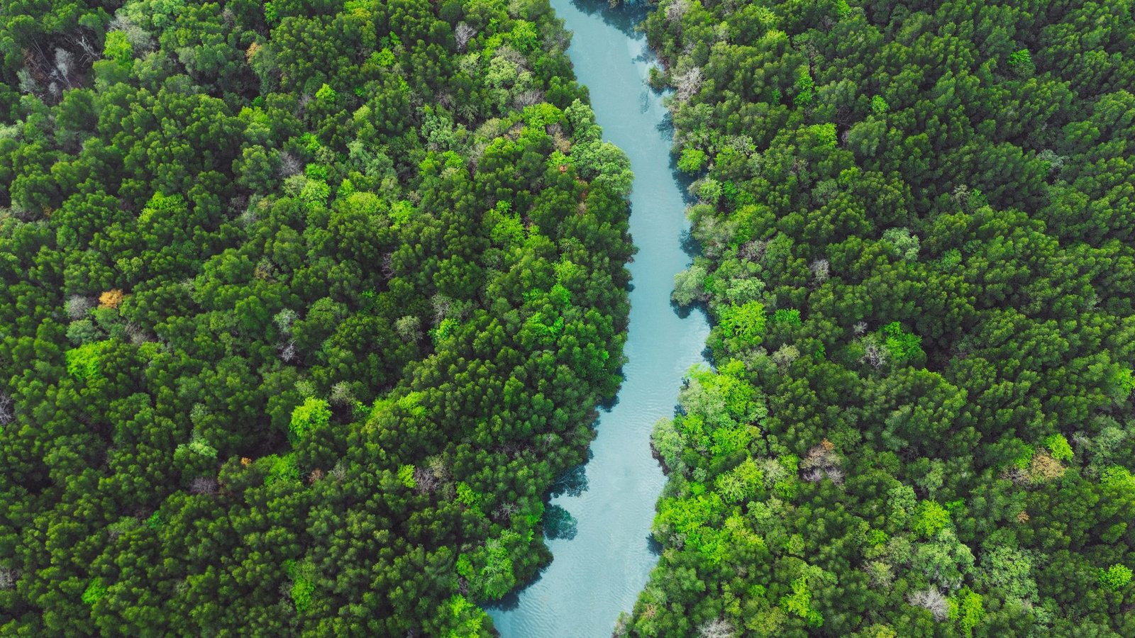 A mangrove channel winding through dense forest, seen from above, in Krabi province