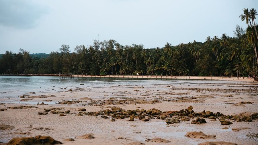 Une plage bordée de cocotiers à marée basse, des rochers à découvert sur le sable mouillé